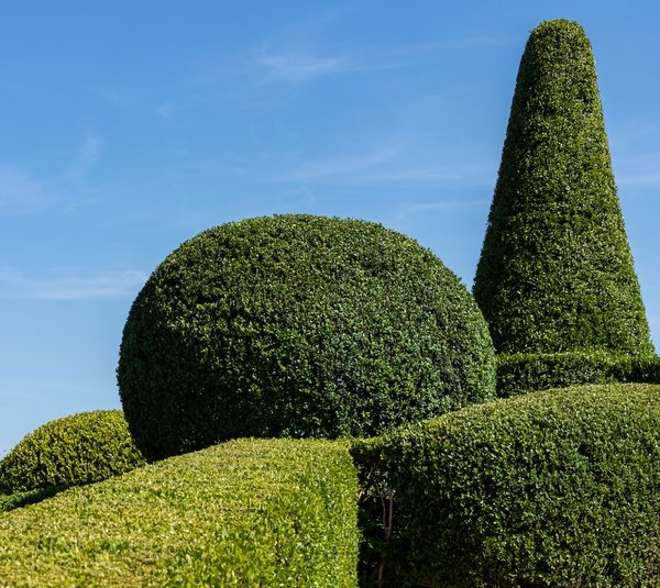 comment planter et entretenir des arbustes à fleurs pour un jardin coloré