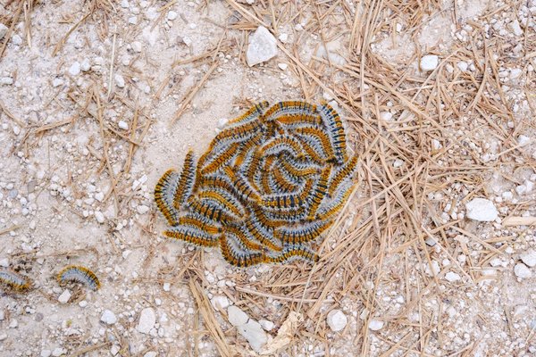 Les chenilles processionnaires : comment les détruire ?
