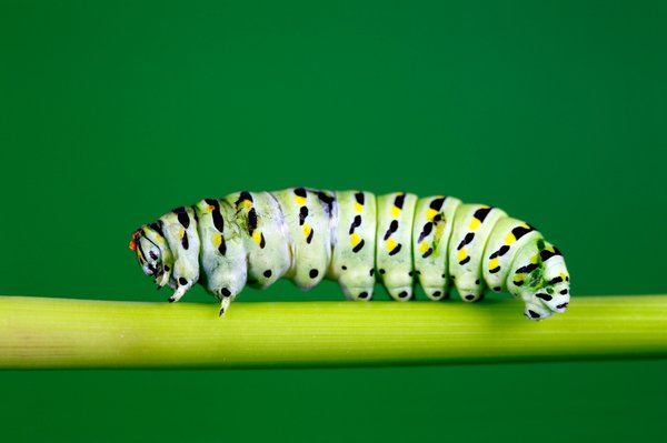 Comment traiter efficacement les chenilles processionnaires ?